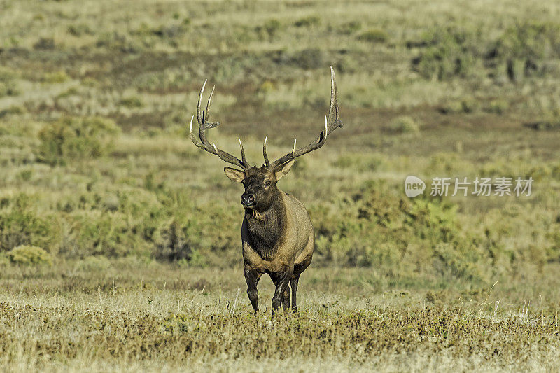 雄性落基山麋鹿(Cervus canadensis nelsoni)是在落基山和黄石国家公园发现的麋鹿的一个亚种。在有鹿角的秋天和发情期。